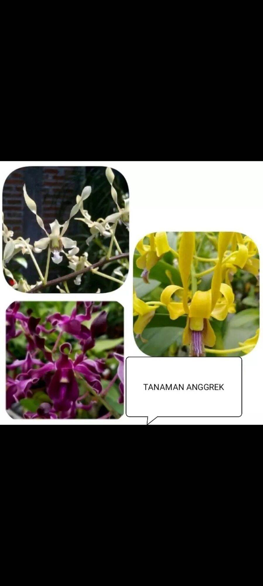 Paket 3 Tanaman Anggrek Dendrobium Dewasa Beda Warna Lazada Indonesia