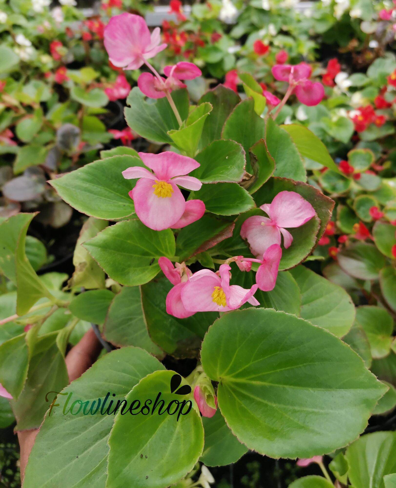 Tanaman Hias Edible Flower Begonia Bali Bunga Ping Lazada Indonesia