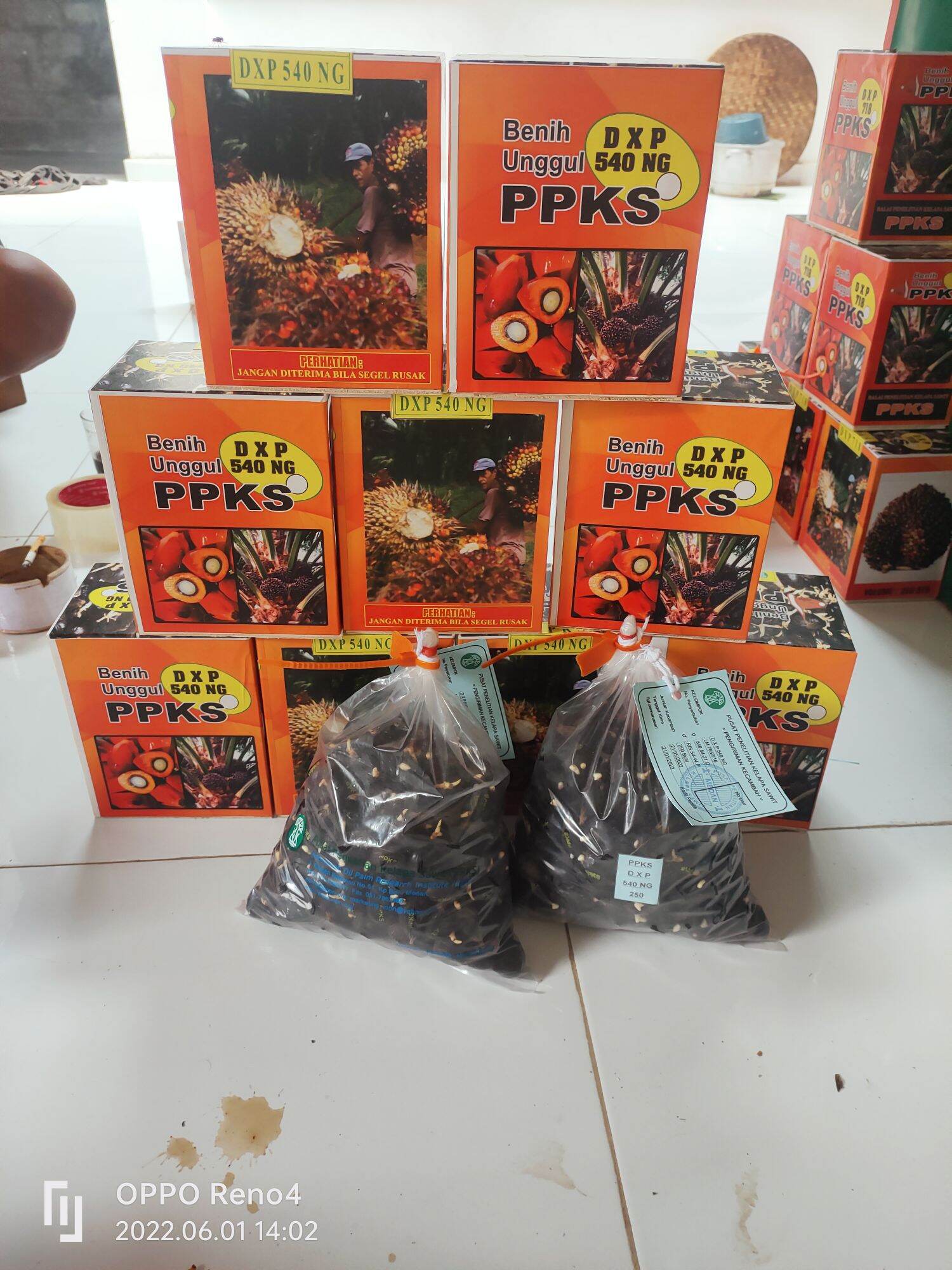 BIBIT BENIH KECAMBAH POLONG SAWIT UNGGUL DxP PPKS 540 NG Lazada Indonesia