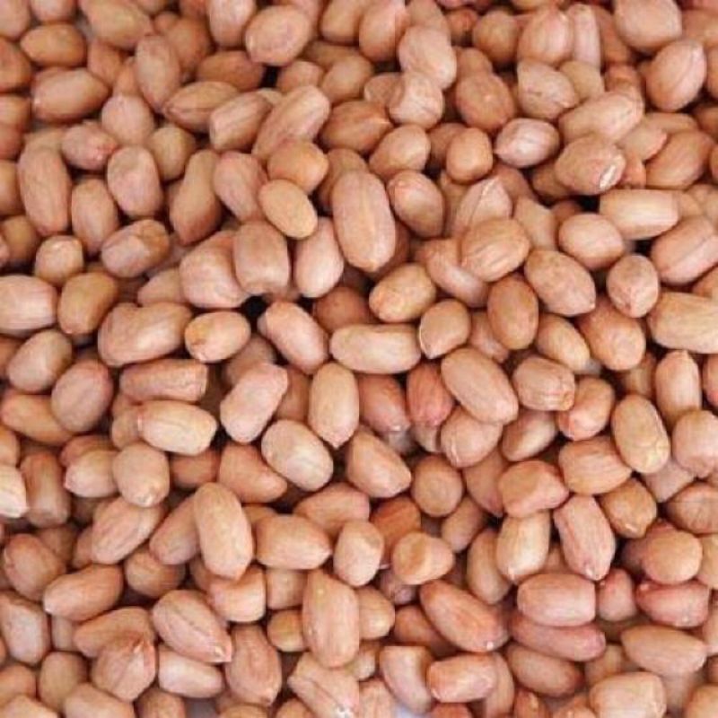 Kacang Tanah India Ukuran Kg Kacang Tanah Super Kacang Tanah