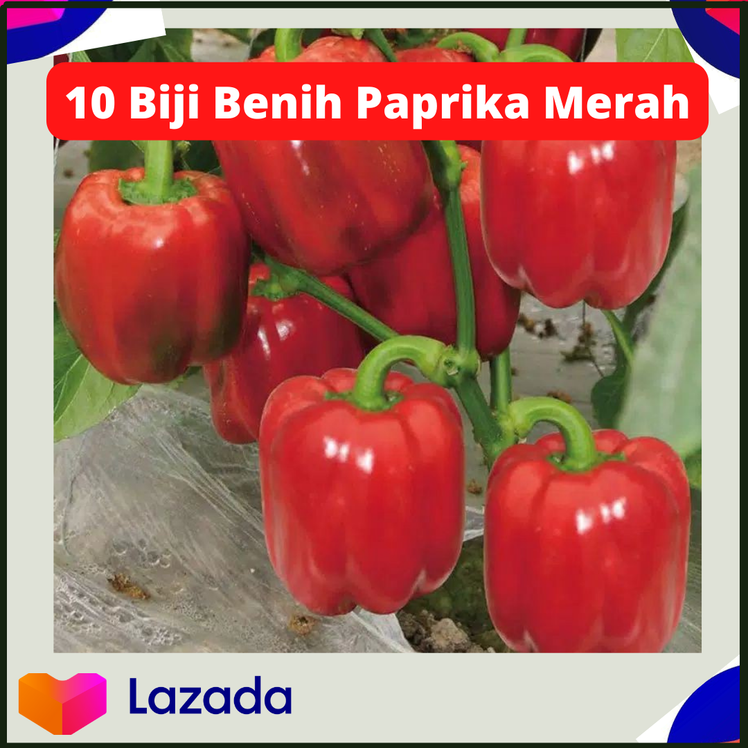 10 Benih Bibit Sayuran Paprika Merah F1 Red Star Sayuran Unggul Known