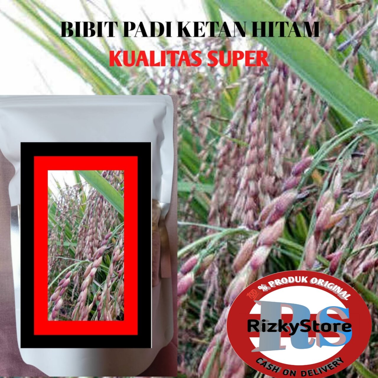 BIBIT PADI KETAN HITAM Super Unggul Kemasan 1kg Lazada Indonesia