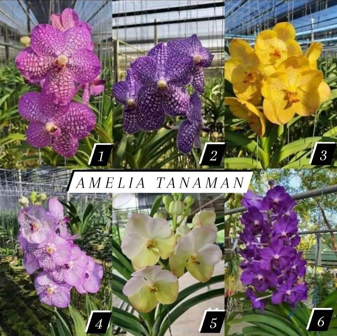 Paket 6 Tanaman Hias Anggrek Dendrobium Lazada Indonesia