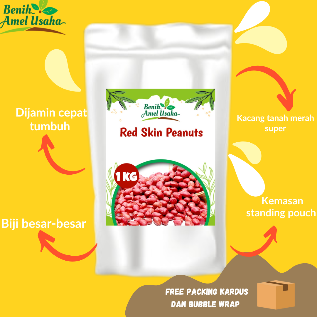 Benih Kacang Tanah Hibrida Super Kulit Merah Isi 1 Kg Benih Kacang