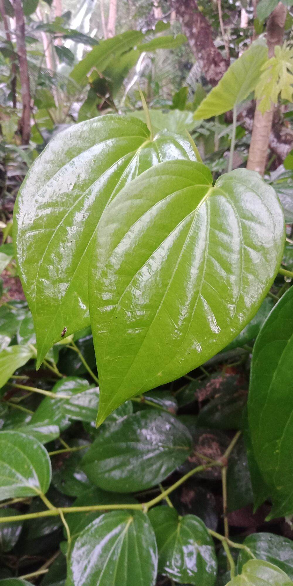 Daun Sirih Hijau Segar Obat Tradisional Herbal Lembar Lazada