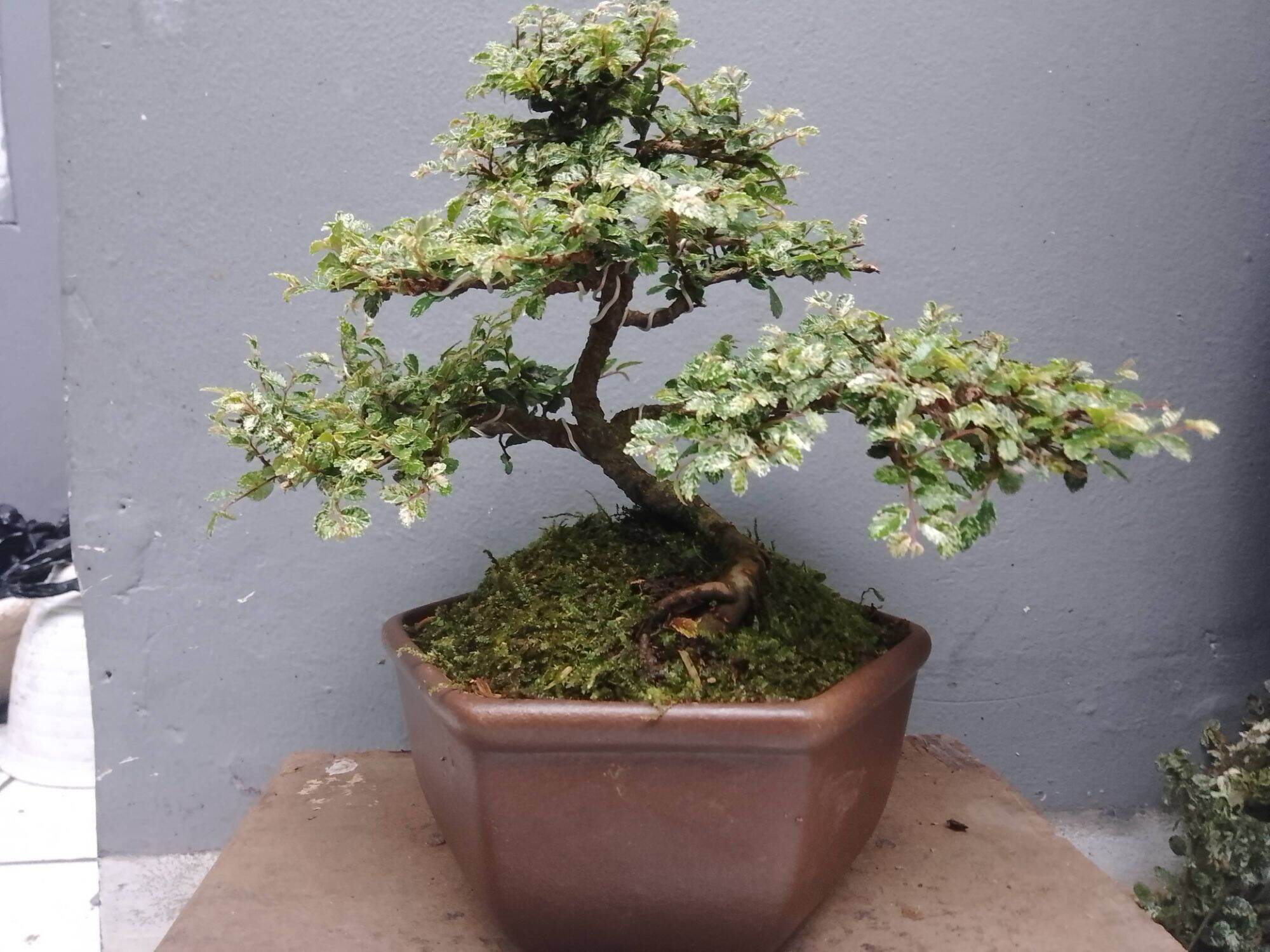 Bonsai Jadi Ulmus Super Mikro Variegata Small Lazada Indonesia