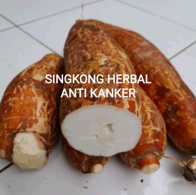 Herbal Singkong Racun Atou Singkong Sapikuru Segar Per 1 Kg Lazada