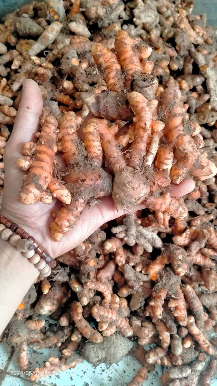 Kunyit Kunir Koneng Terlaris 1 Kg Lazada Indonesia