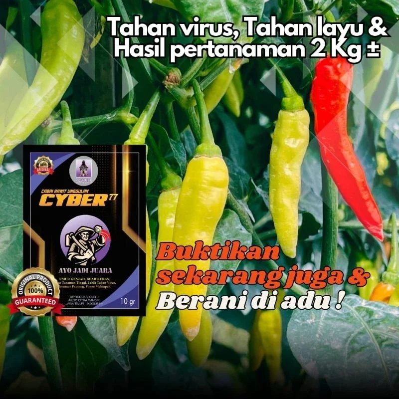 Benih Eceran Isi Butir Bibit Cabe Rawit Cyber Lazada Indonesia