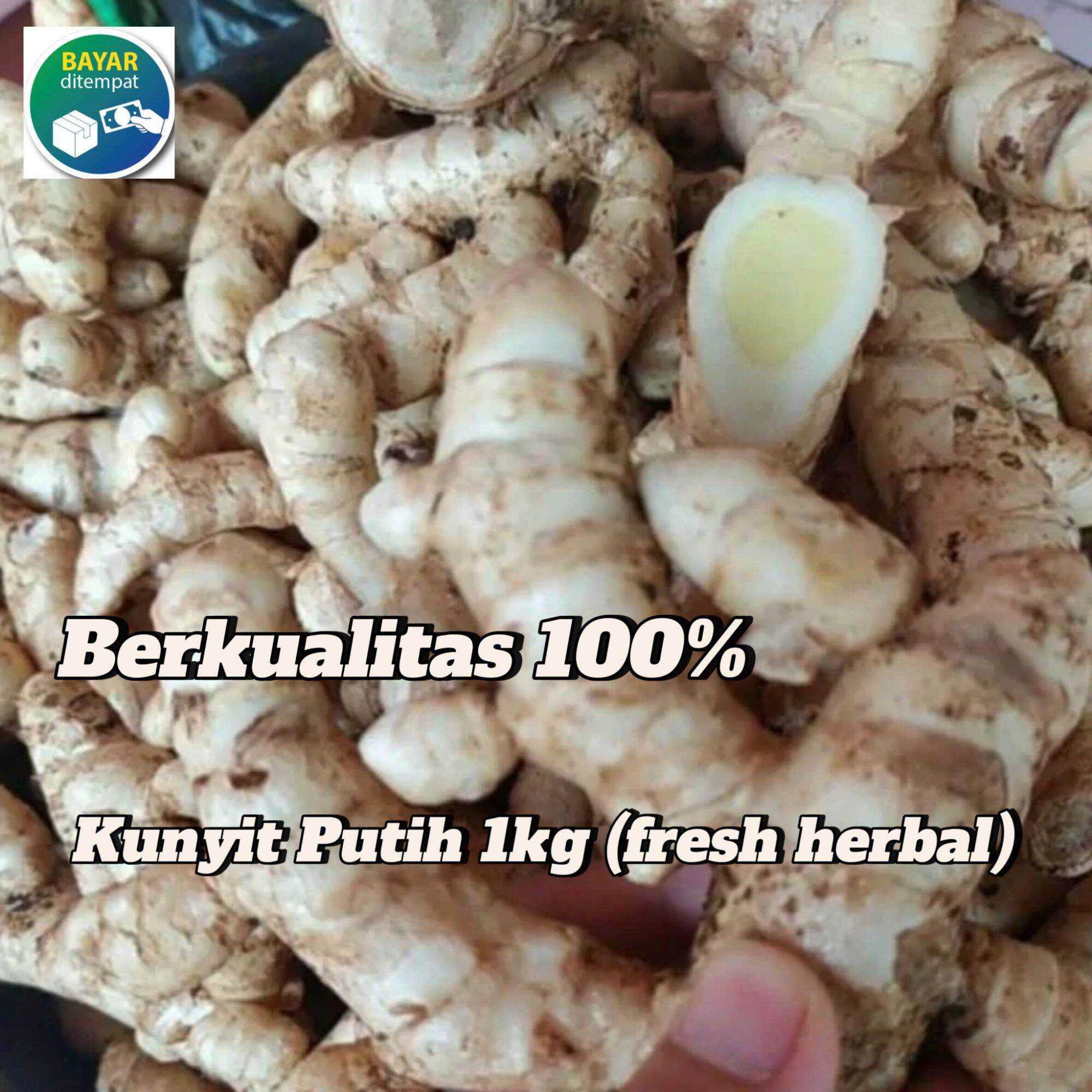 Kunyit Putih Temu Putih Segar 1kg Curcuma Zedoaria Lazada Indonesia