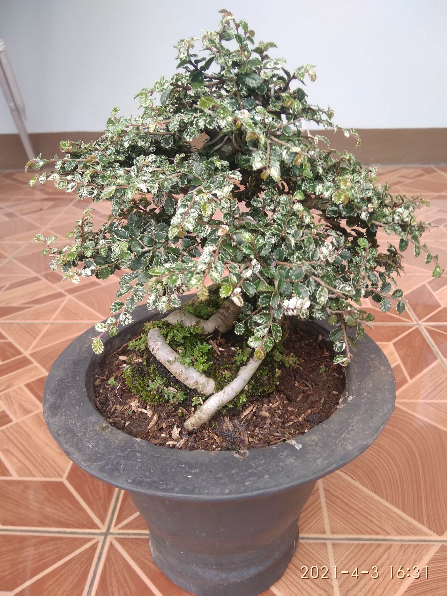 Bahan Bonsai Ulmus Super Mikro Variegata Bahan Bonsai Lazada Indonesia