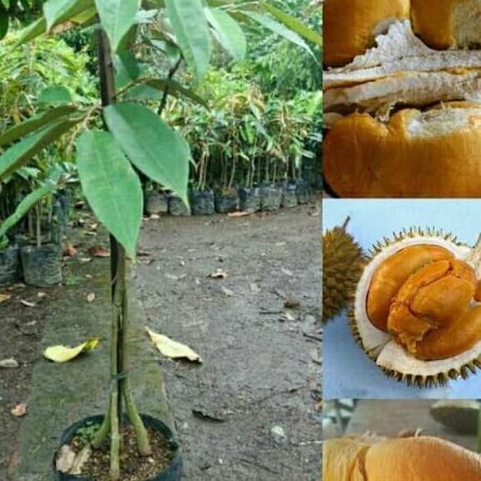 Bibit Durian Duri Hitam Ochee Kaki 3 Tanaman Tinggi 1 Meter Durian