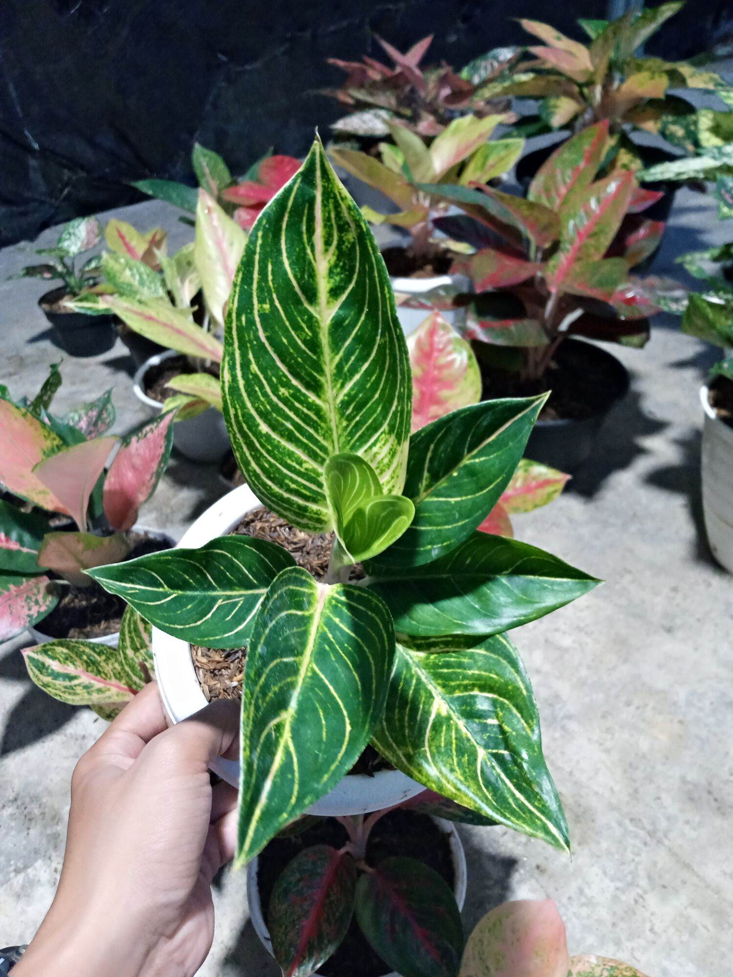 Aglonema Qos Queen Of Siam Tanaman Hias Bunga Lazada Indonesia