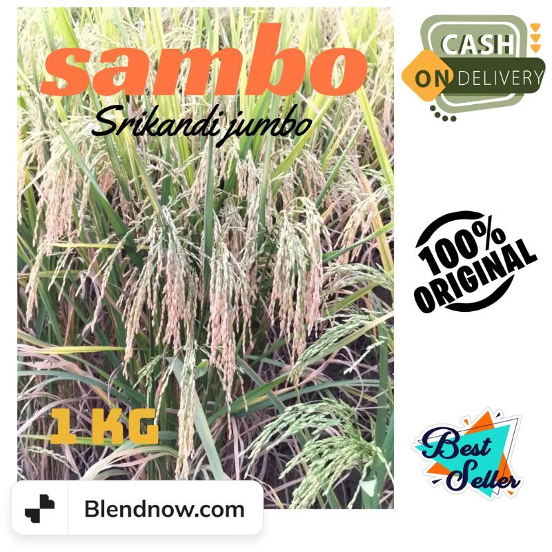 Benih Padi Unggul Sambo Srikandi Jumbo Kg Lazada Indonesia