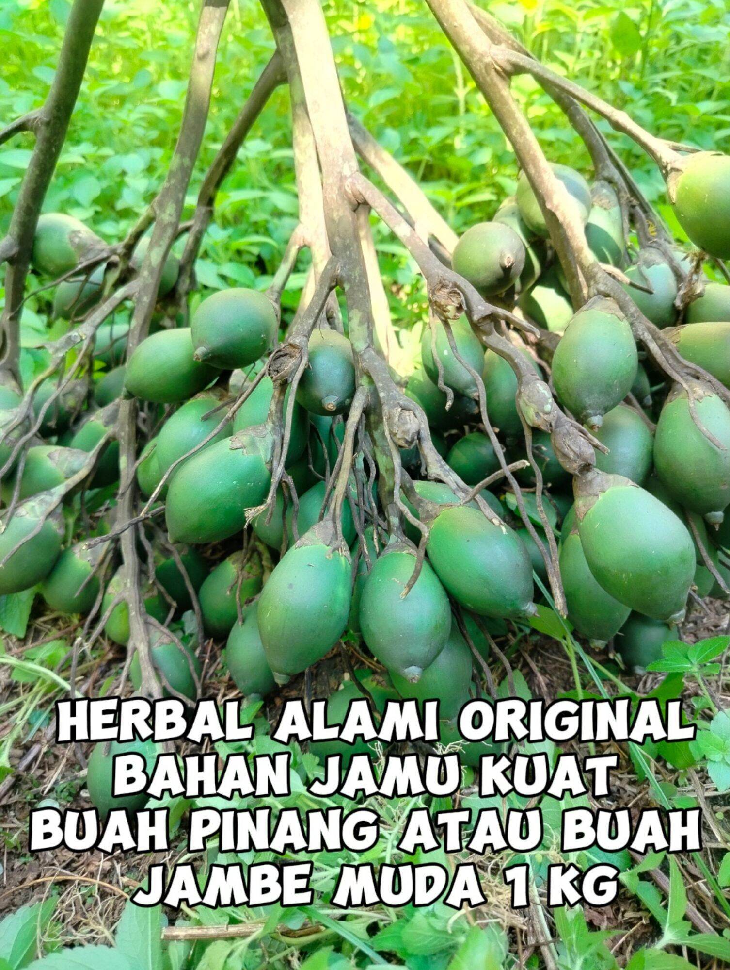 Buah Pinang Muda Segar 1 Kg Lazada Indonesia