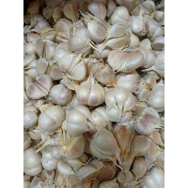 BAWANG PUTIH BERSIH BAWANG PUTIH KATING 1kg Lazada Indonesia