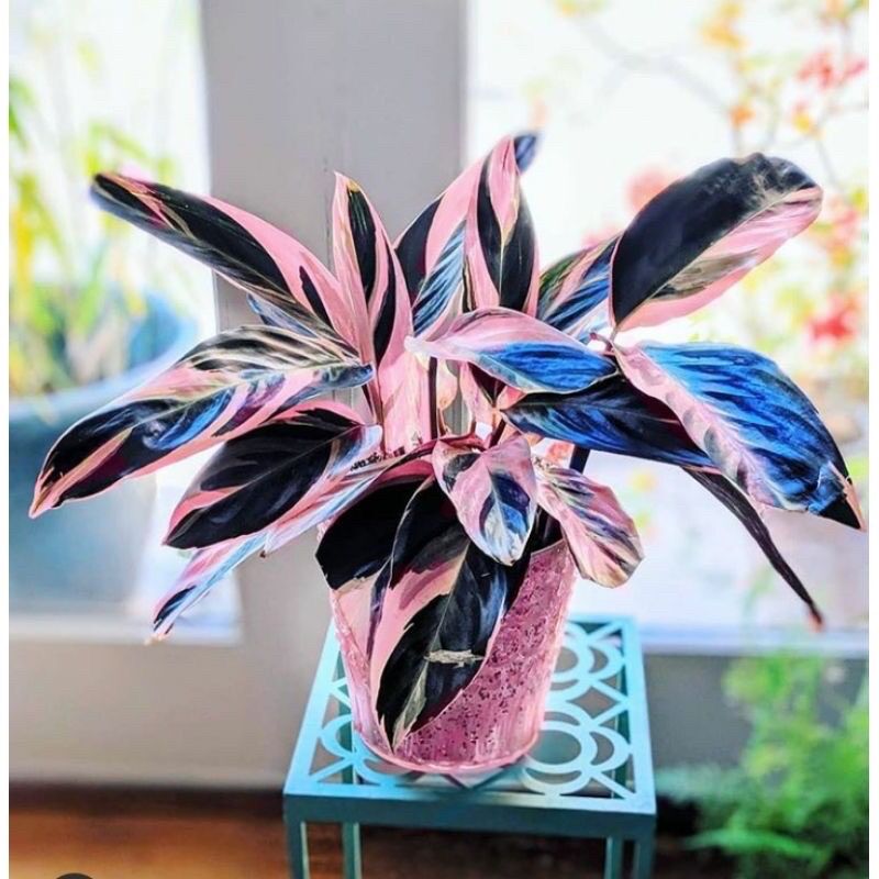 Tanaman Hias Calathea Meranti Bali Calathea Meranti Bali Lazada