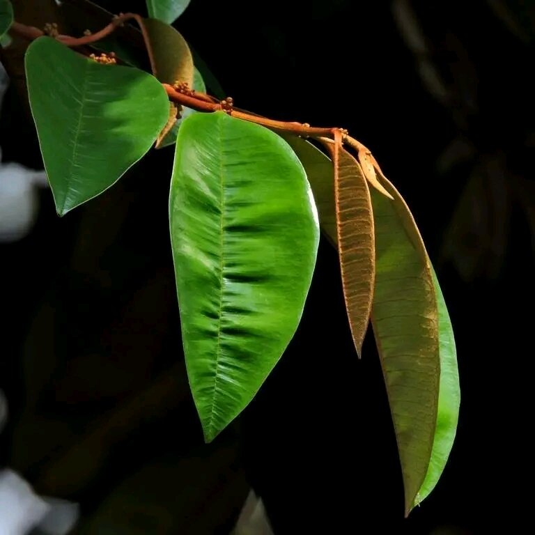 Daun Sawo Duren Segar Fres Langsung Petik 1 Kg Lazada Indonesia