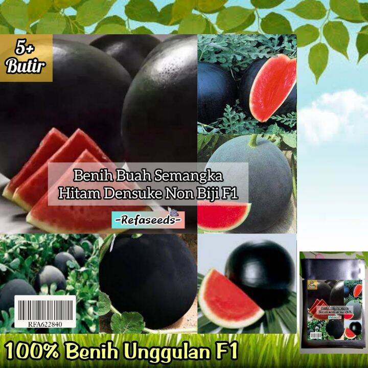 Kemasan 5 Biji Benih Buah Semangka Biru Ungu Varietas F1 Original