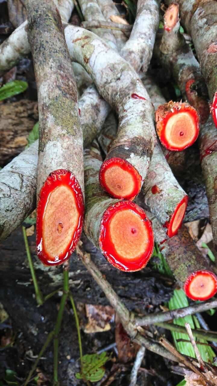 Akar Kayu Bajakah Asli Kalimantan Lazada Indonesia