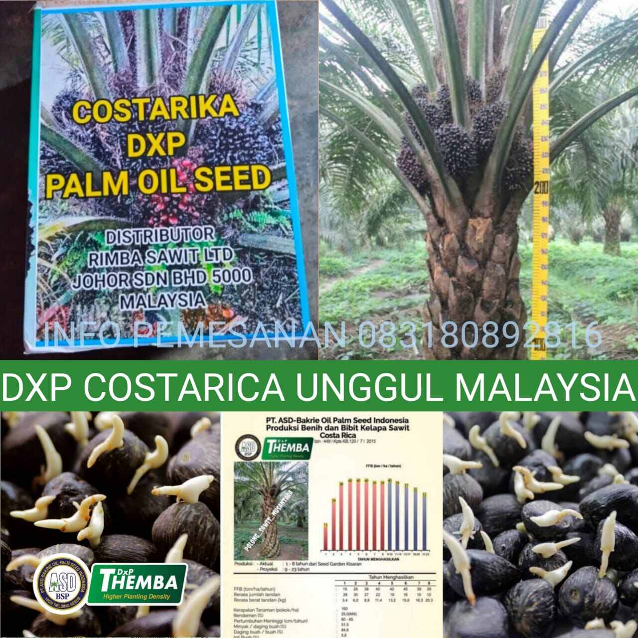 BIBIT KECAMBAH SAWIT DXP COSTARICA MALAYSIA UNGGUL ASLI BIBIT SAWIT