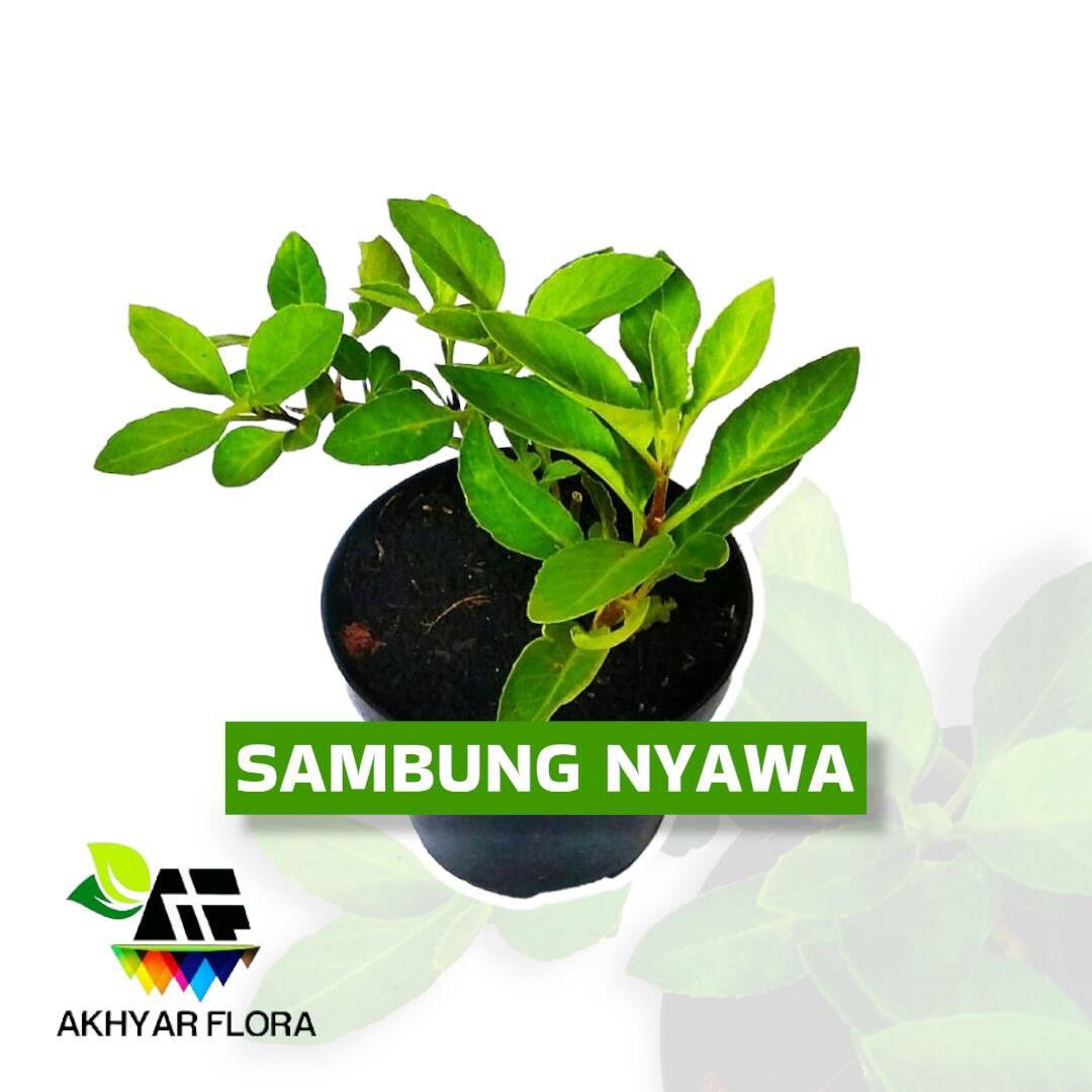 Sambung Nyawa Tanaman Herbal Daun Sambang Nyawa Lazada Indonesia