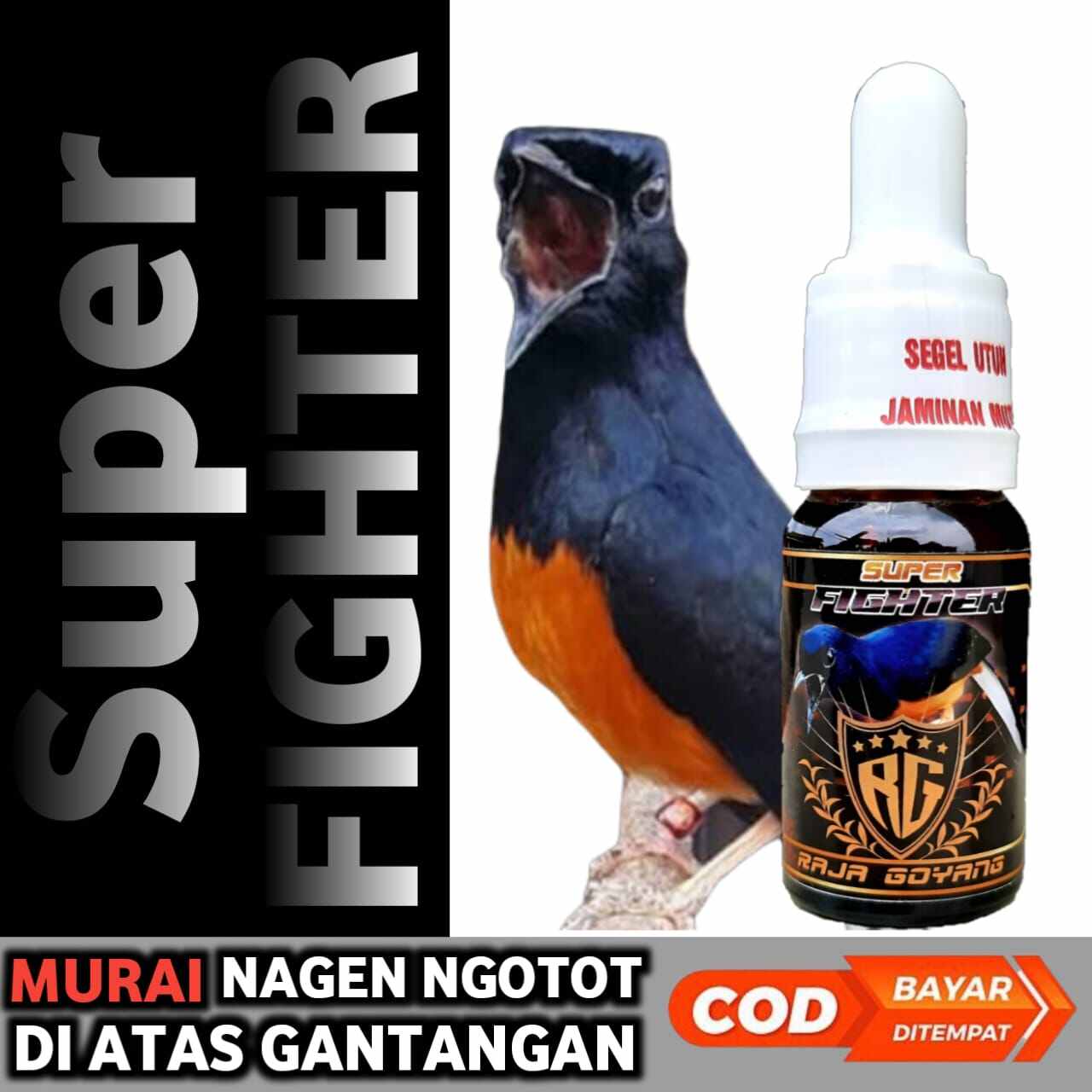 Vitamin Burung Murai Batu Super Fighter Doping Murai Batu Gacor Raja