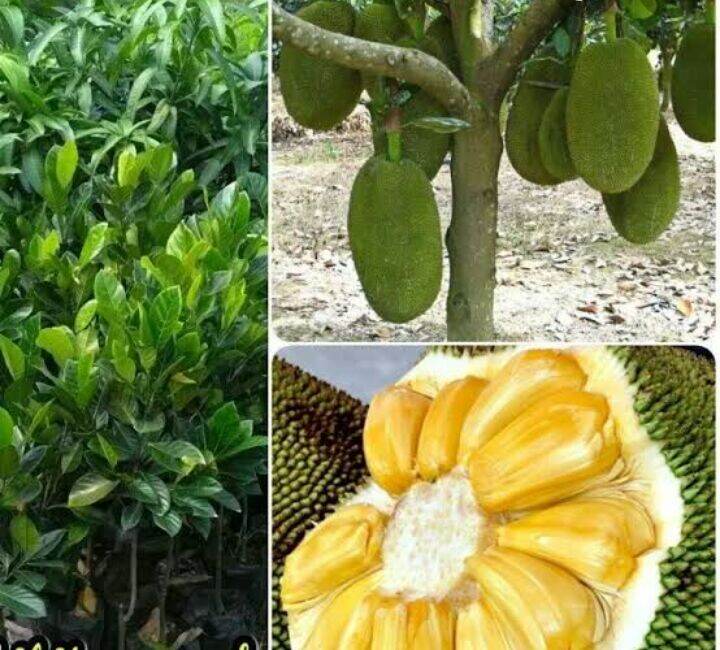 Bibit Tanaman Buah Nangka Madu Asli Cepat Berbuah Tinggi 50 60 Cm