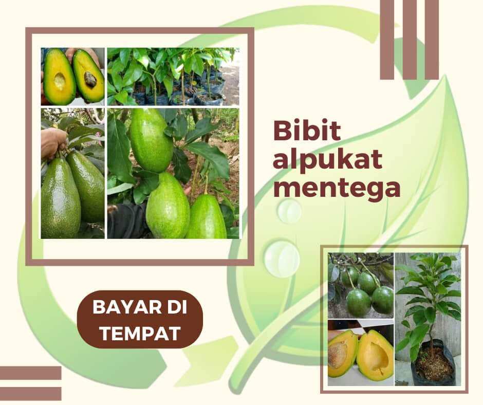 Bibit Alpukat Mentega Okulasi Lazada Indonesia