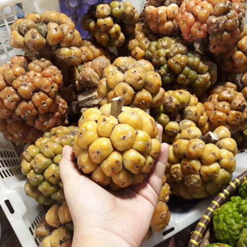 Asam Cikala Sihala Asam Arsik Khas Medan 500gr Lazada Indonesia