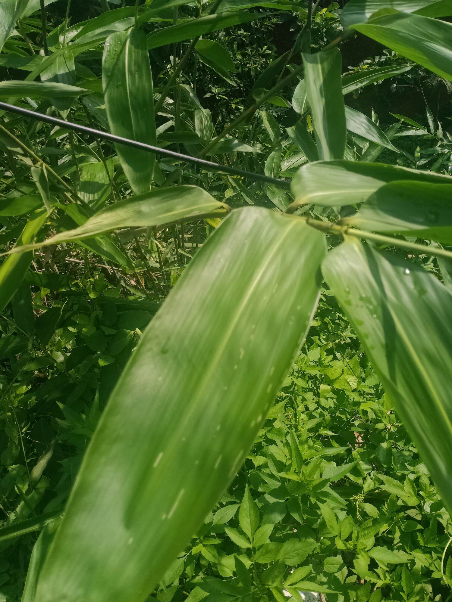 Daun Bambu Segar Fresh Ikat Isi Lembar Sblm Order Baca Dulu