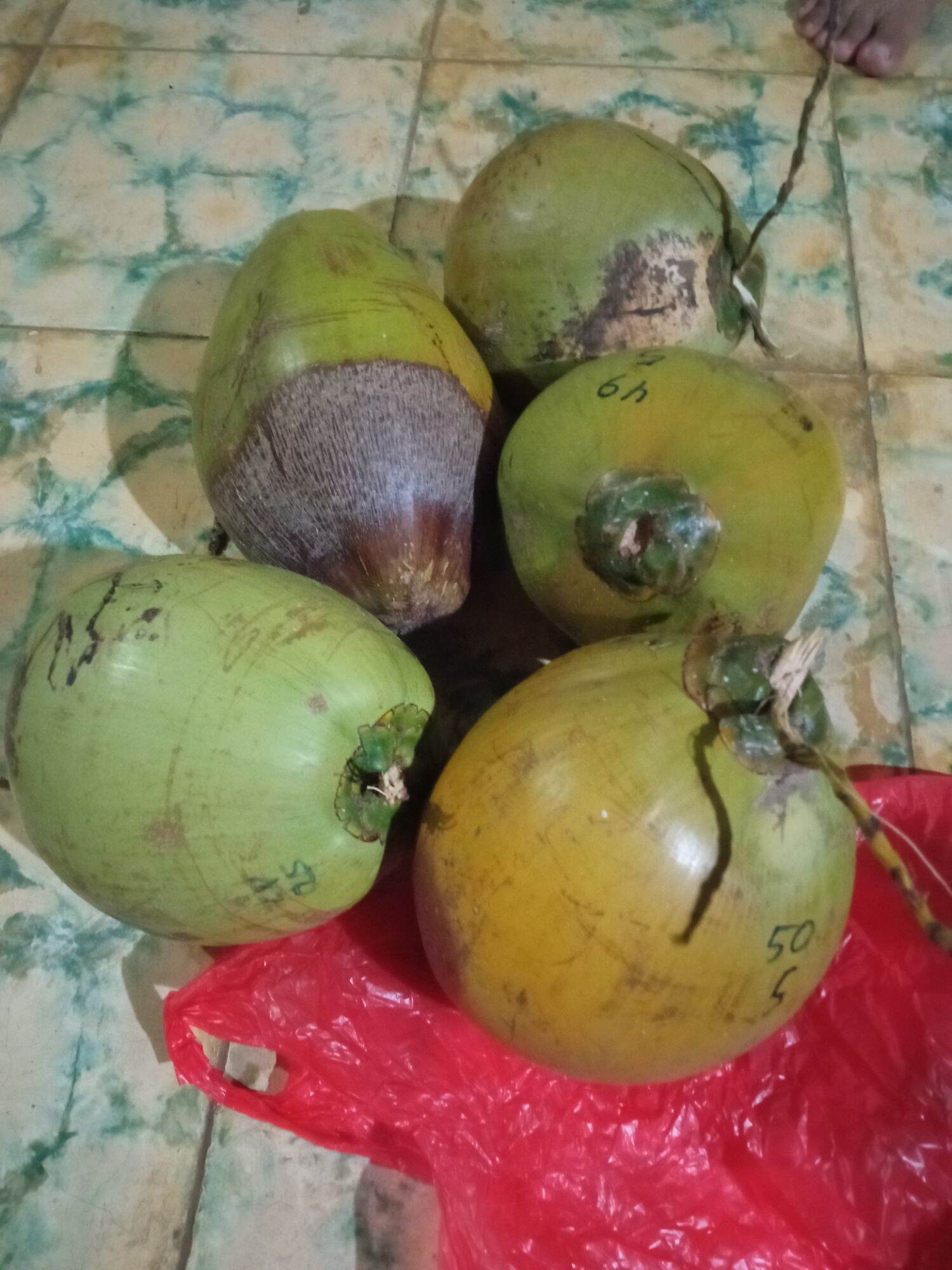 Buah Kelapa Kopyor 100 Asli Pati Jateng Kelapa Kopyor Ukuran