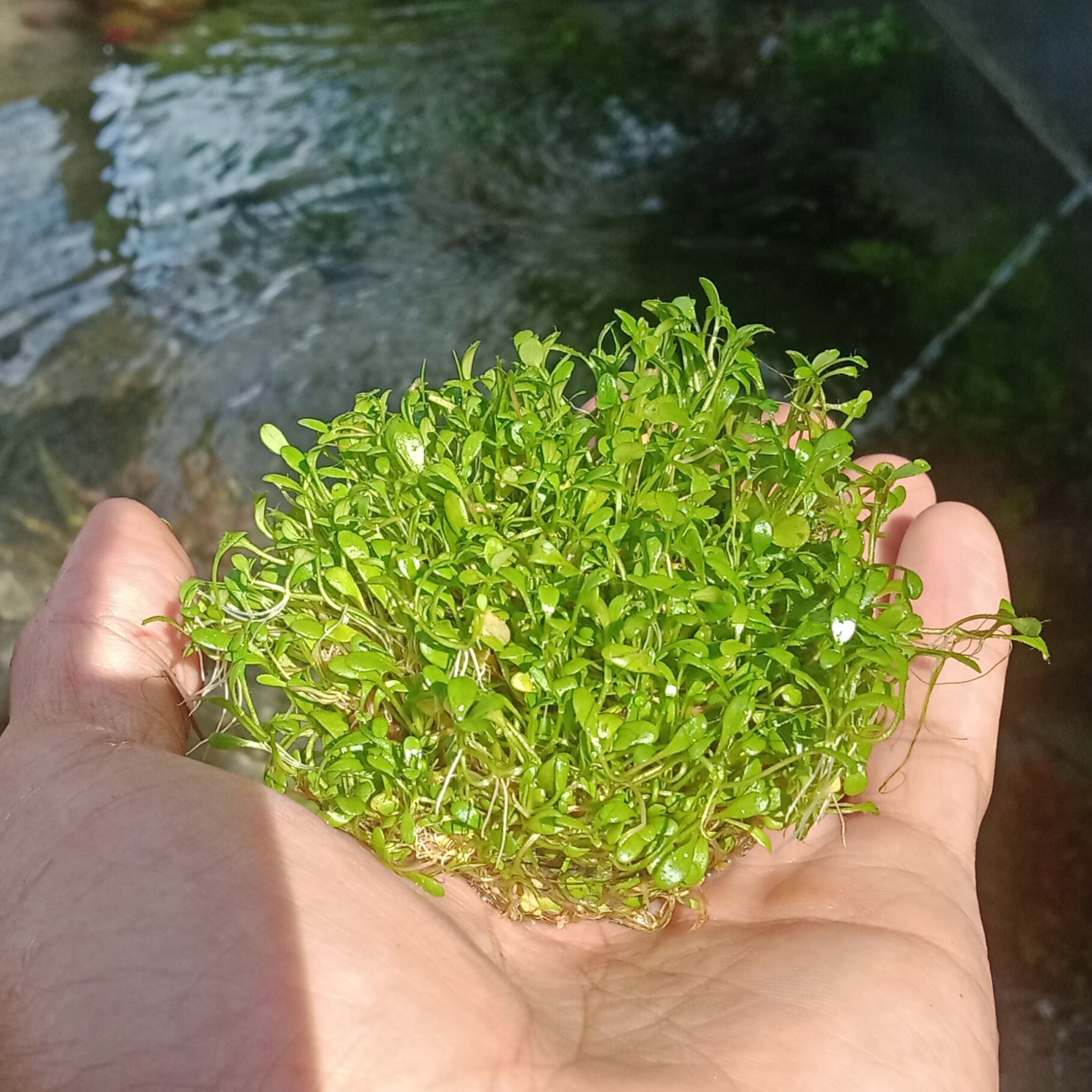 Glossostigma Elatinoides Media Wabikusa Tanaman Aquascape Lazada