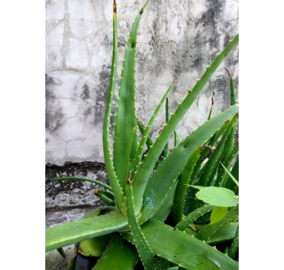 Pelepah Lidah Buaya Aloe Vera Lazada Indonesia