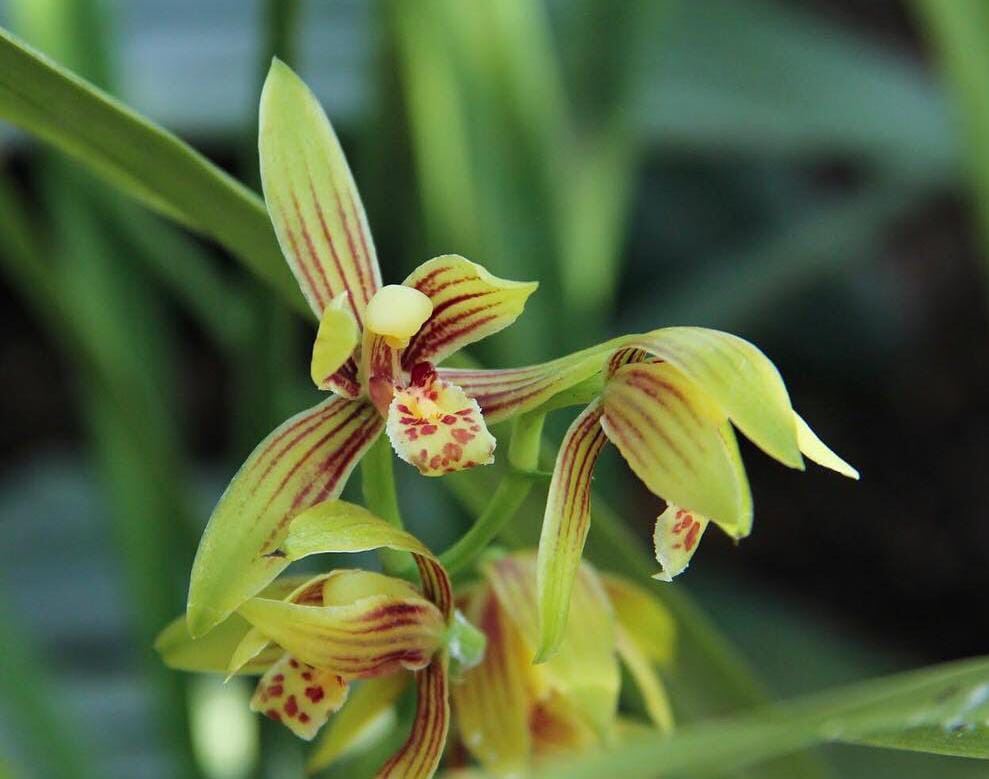 Anggrek Cymbidium Ensifolium Lazada Indonesia