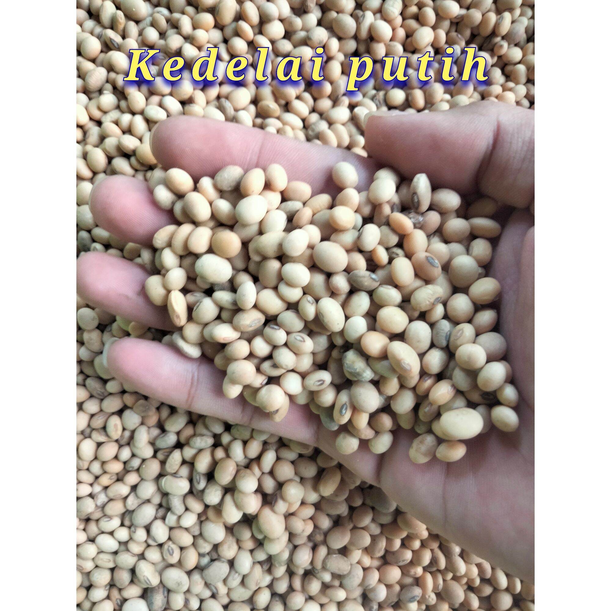 Benih Biji Kacang Kedelai Putih 1 Kg Lazada Indonesia