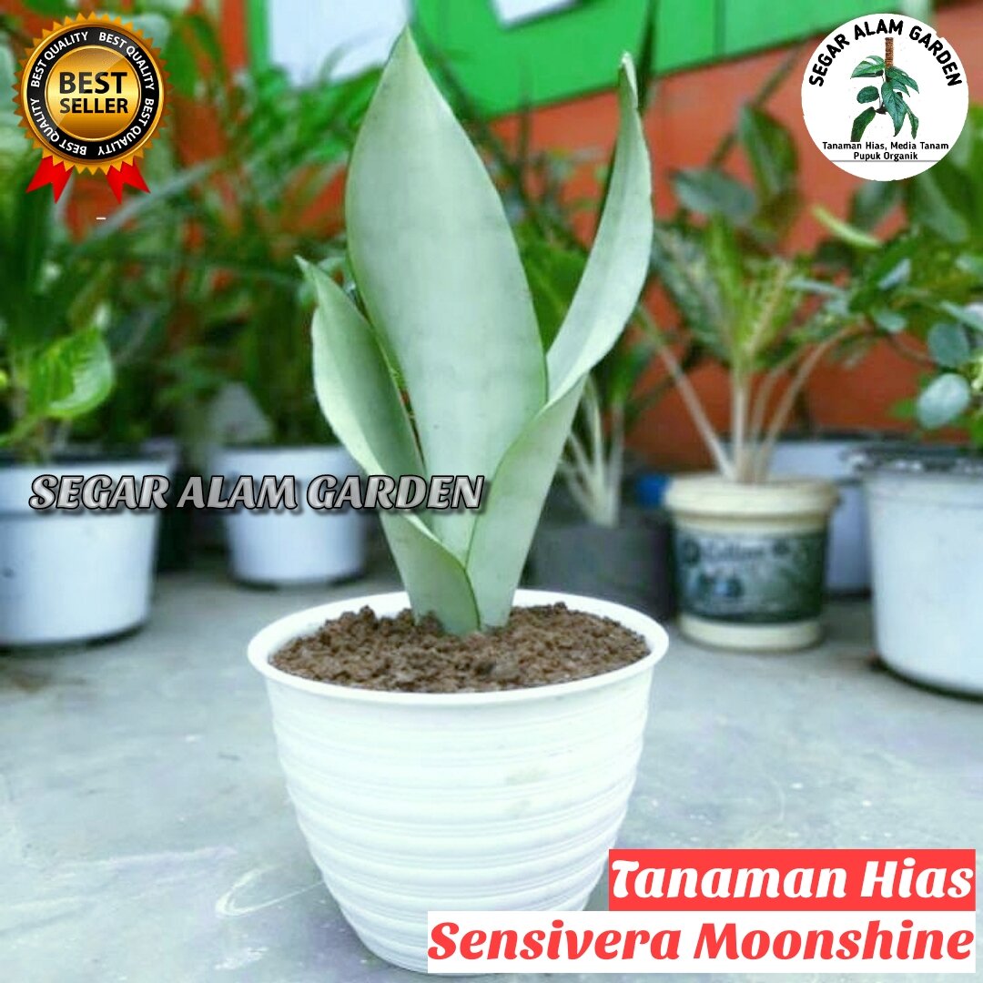 Tanaman Hias Sansevieria Moonshine Lazada Indonesia