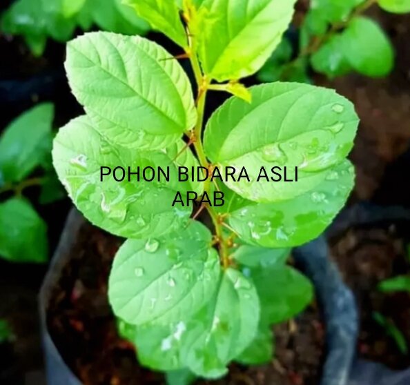 Tanaman Herbal Bidara Arab Asli Arab Pohon Yg Tida Di Sukai Jin Murah