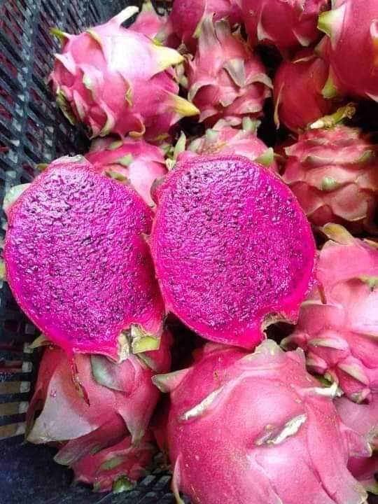 Buah Naga Merah Kg Lazada Indonesia