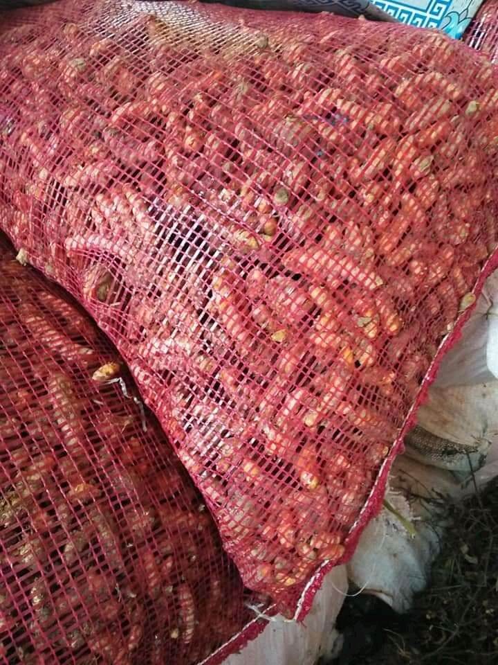 Ready Kunyit Koneng 1 Kg Hasil Tani Masyarakat Lazada Indonesia