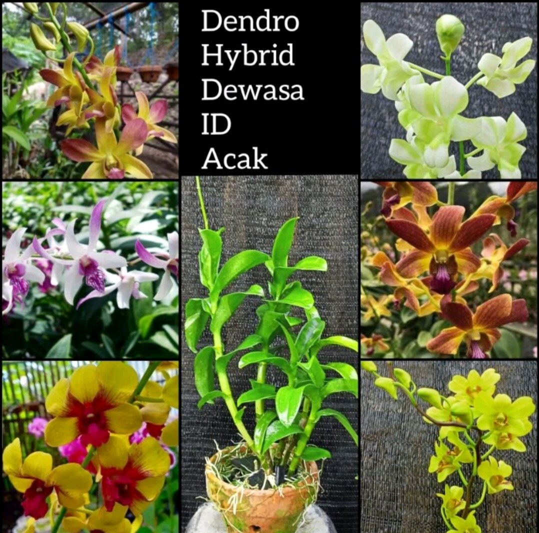 Anggrek Dendrobium Dewasa Dendrobium Bulat Dendrobium Hybrid Lazada