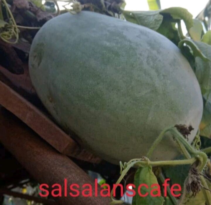 Beligo Buah Kundur Besar Sampay Kg Buah Bligo Lazada Indonesia