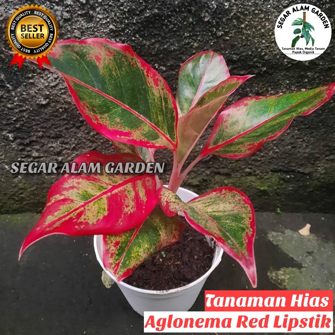 Tanaman Hias Aglonema Red Lipstik Ukuran DEWASA Tanaman Aglonema