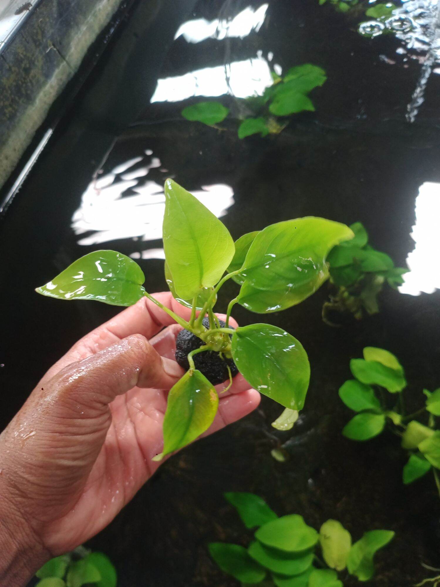 Anubias Golden Tanaman Aquascape Media Wabikusa Lazada Indonesia