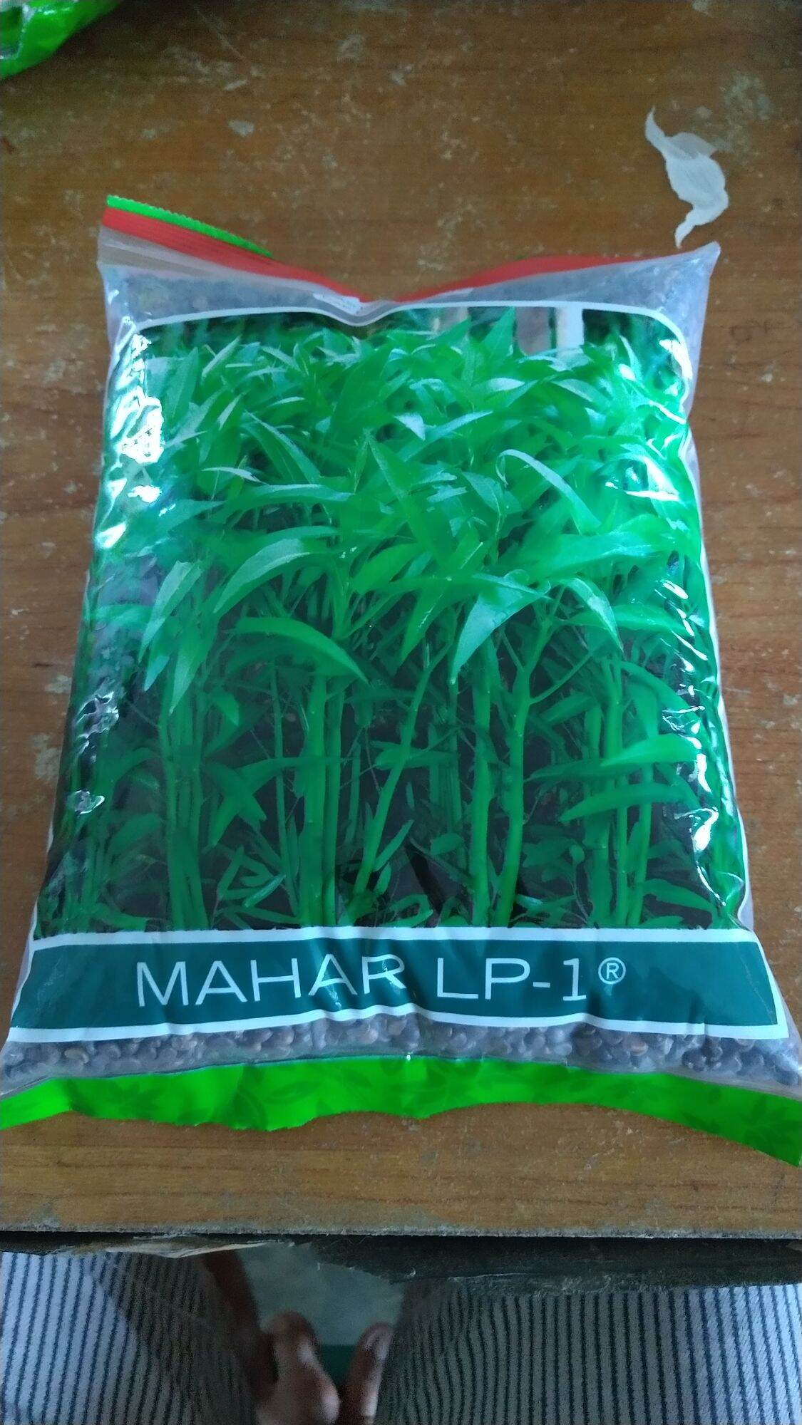 Benih Kangkung MAHAR LP1 ISI 20000BUTIR 1KG Lazada Indonesia