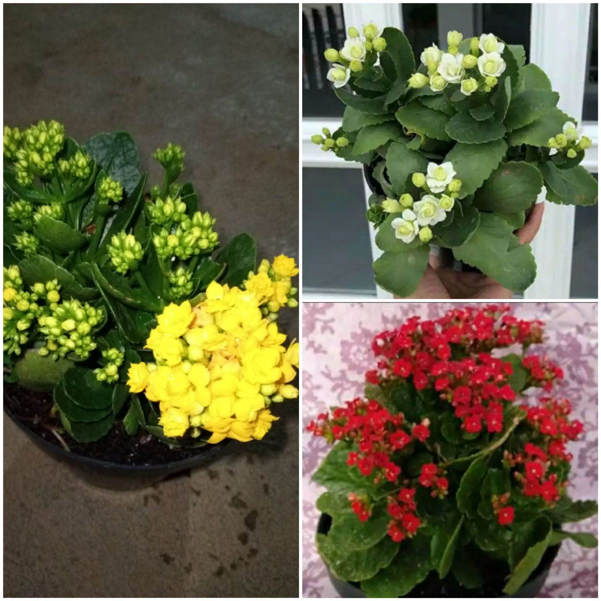 Paket Tanaman Hias Cocor Bebek 3 Warna Merah Kuning Putih Lazada Indonesia