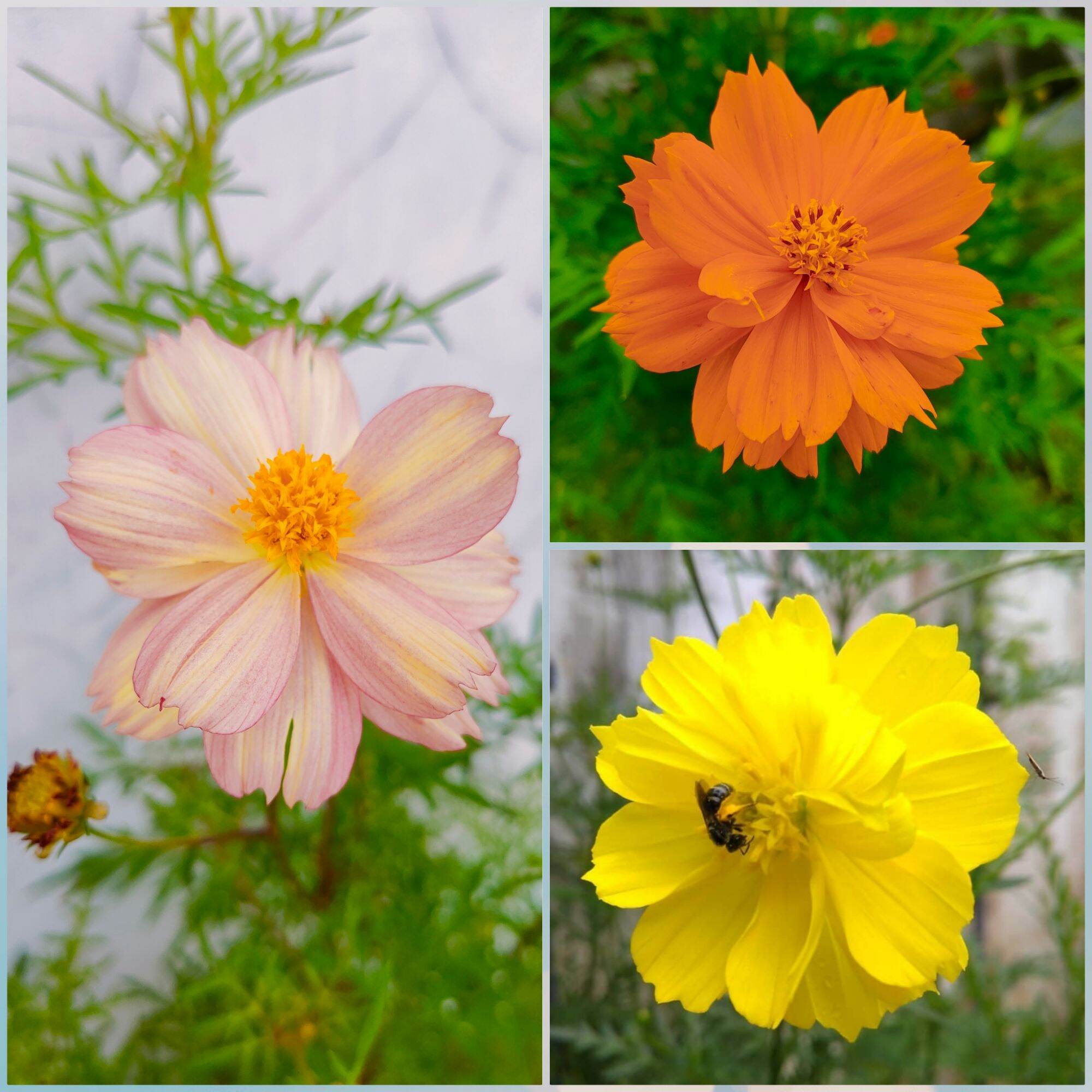 Benih Bunga Cosmos Tumpuk 3 Jenis Warna Orange Kuning dan Import Mixed