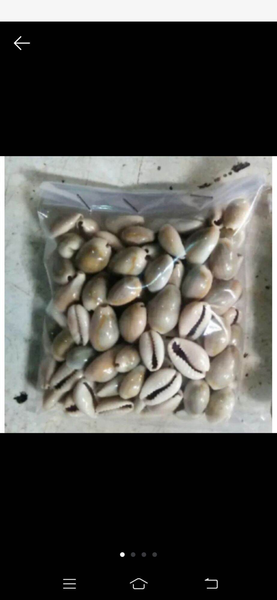 Biji Congklak Asli Dari Kerang 100 Pcs Kuwukcongklak Original Asli Dari