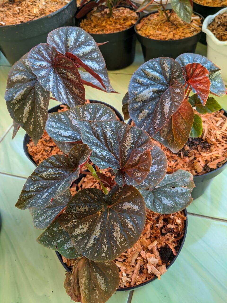 Begonia Silver Lazada Indonesia