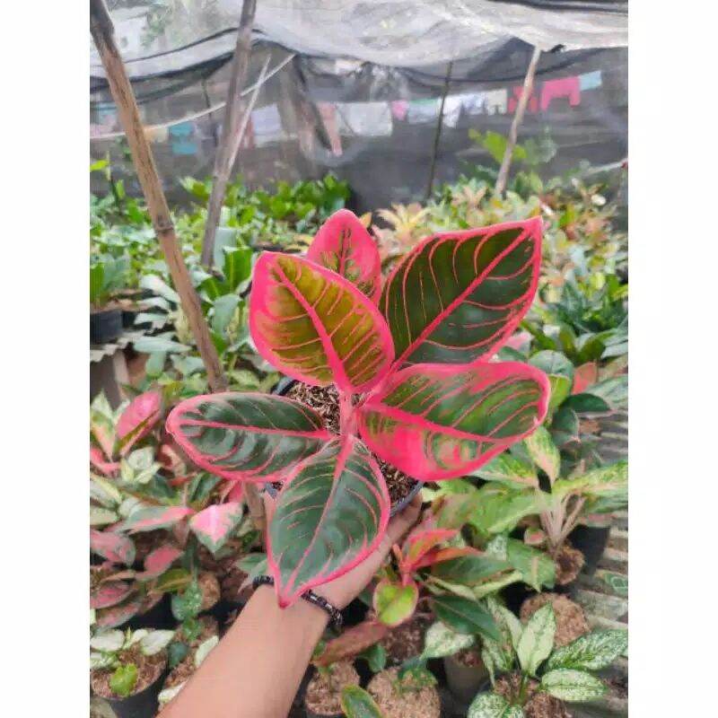  Tanaman  hias aglonema lipstik Lipstick aglaonema tanaman  